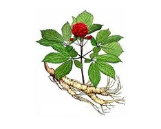 Ginseng Wurzel, um die Potenz zu erhöhen